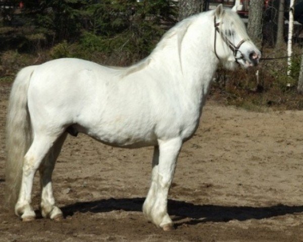 Deckhengst Cuppers Magnum 16 WM (Welsh Mountain Pony (Sek.A), 1992, von Synod Prophet)