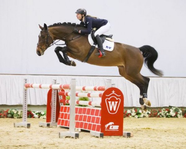 jumper Crossing Jordan R (Westphalian, 2011, from Cancara)
