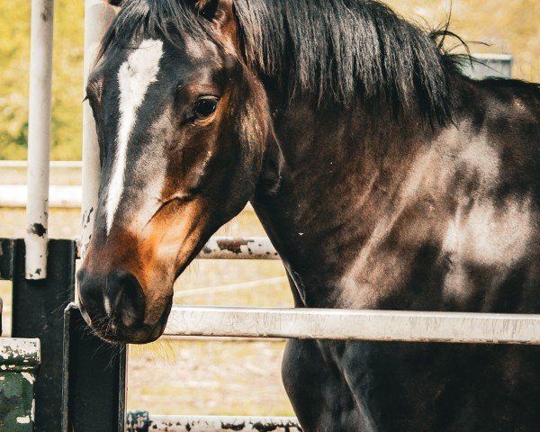 horse Valencia (Westphalian, 2022, from Viscount 22)
