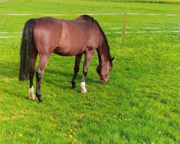 horse Cedric (Oldenburg show jumper, 2009, from Clintord)
