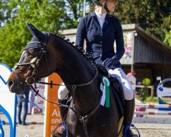 broodmare Cavelina (Westphalian, 2012, from Cordess 2)