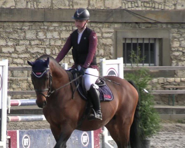 Reitturnier Hildesheim-Steuerwald 2024