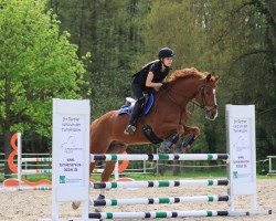 jumper Bonfire Heart 14 (German Sport Horse, 2016, from Beckham GT)
