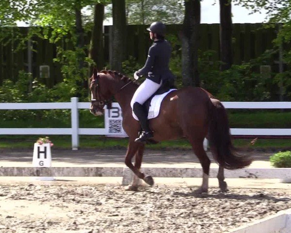 Reitturnier Dressurturnier Mildstedt 2024