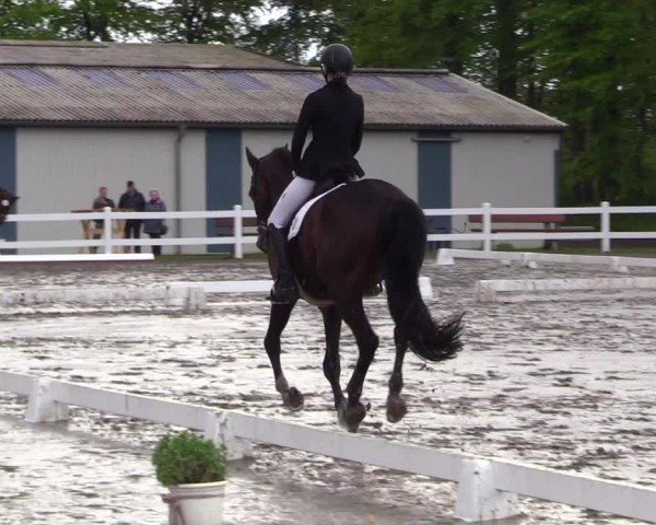 Reitturnier Dressurturnier Mildstedt 2024