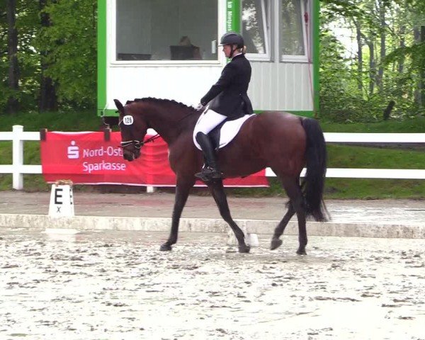 Reitturnier Dressurturnier Mildstedt 2024
