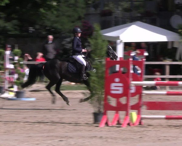 Reitturnier Hildesheim-Steuerwald 2024