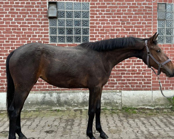 horse Stute von Zuperman / Quaterback (Westphalian, 2022, from Zuperman OLD)