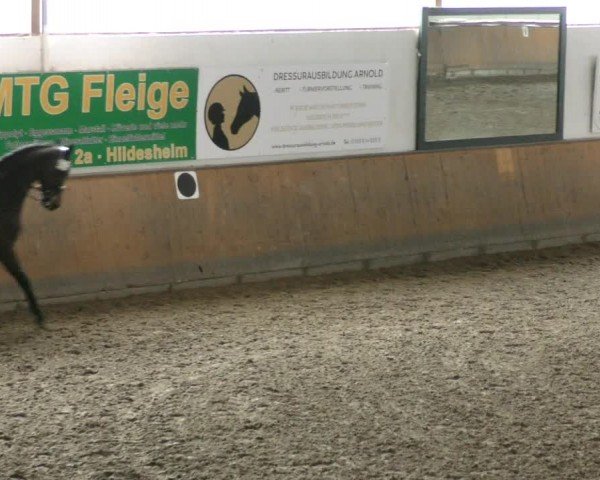 Reitturnier Hildesheim-Steuerwald 2024