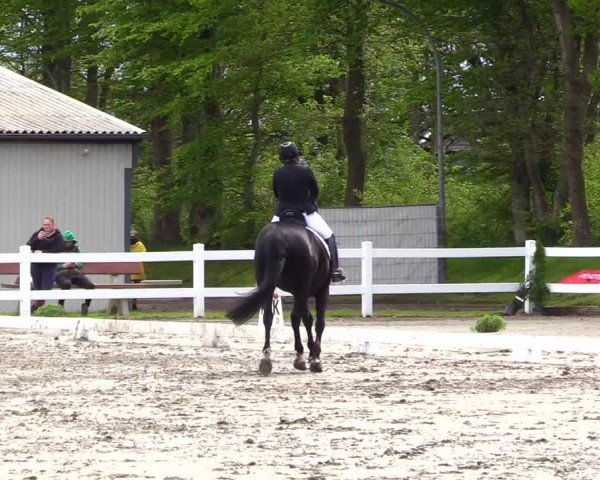 Reitturnier Dressurturnier Mildstedt 2024