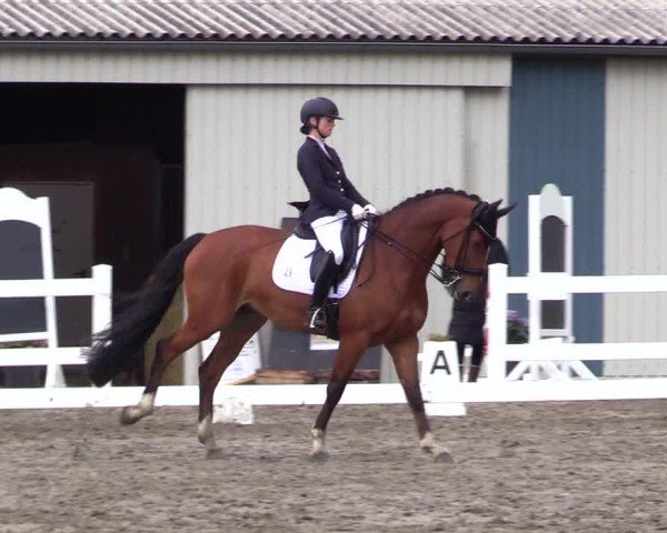 Reitturnier Dressurturnier Mildstedt 2024