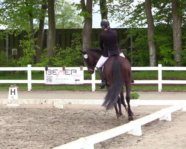 Reitturnier Dressurturnier Mildstedt 2024