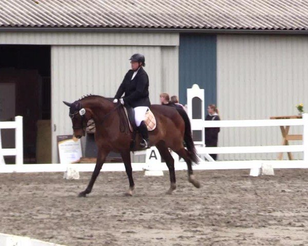 Reitturnier Dressurturnier Mildstedt 2024