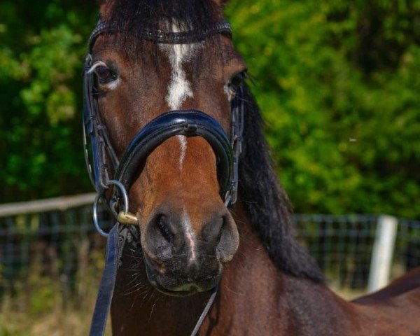 dressage horse Dante 124 (German Riding Pony, 2012, from Dance On Top)
