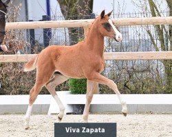 Cavallo Hengst von V-Power / Romanov Blue Ho (Oldenburger, 2024, di V-Power)