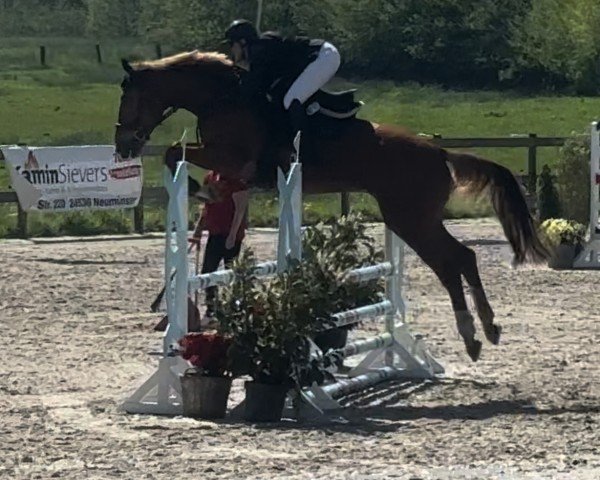 Springpferd Kasimir P (Deutsches Sportpferd, 2018, von Karl Von Linde P)