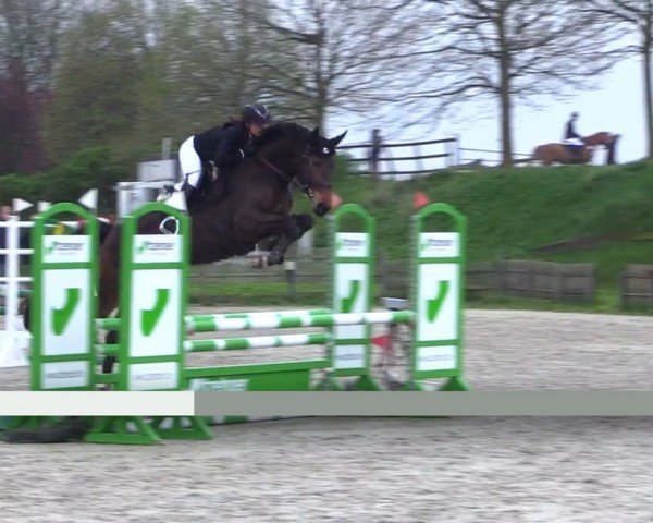 jumper Tausendschön 14 (Westphalian, 2019, from Taloubet Z) jumper Tausendschön 14 (Westphalian, 2019, from Taloubet Z)