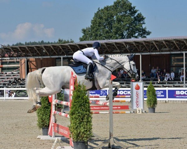 jumper Condee vom Wilhelmshof (German Sport Horse, 2009, from Clinton I) jumper Condee vom Wilhelmshof (German Sport Horse, 2009, from Clinton I)
