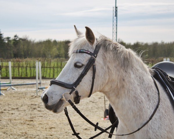 horse Chanel (German Riding Pony, 2011, from Gold of Capri)