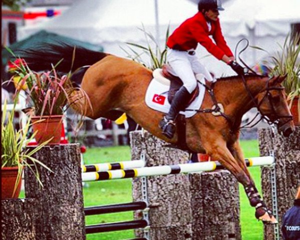 jumper Castelo Branco (Belgian Warmblood, 2002, from Orlando van de Heffinck)