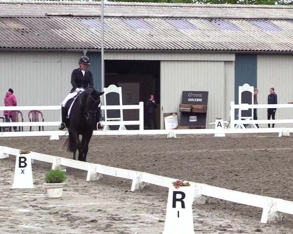 Reitturnier Dressurturnier Mildstedt 2024