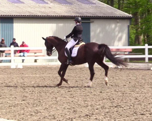 Reitturnier Dressurturnier Mildstedt 2024
