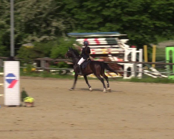 Reitturnier Kamen 2024