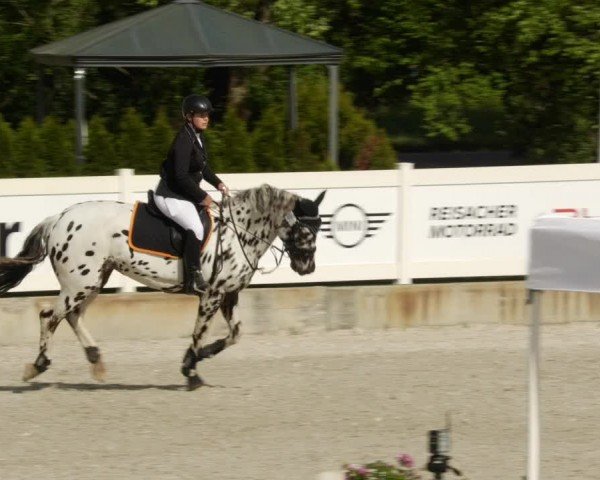 Reitturnier Babenhausen/Schw. 2024