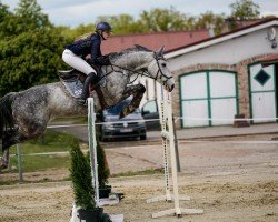 jumper Louisdor (German Sport Horse, 2012, from FBW Lacando de L)
