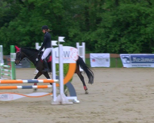 Reitturnier Wesel-Obrighoven 2024