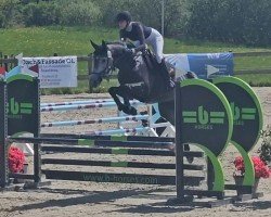 jumper California 163 (Holsteiner, 2018, from Catoo)