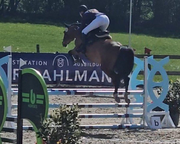 jumper Cremona 34 (Holsteiner, 2019, from Casall Ask)
