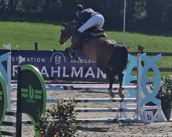 jumper Cremona 34 (Holsteiner, 2019, from Casall Ask)