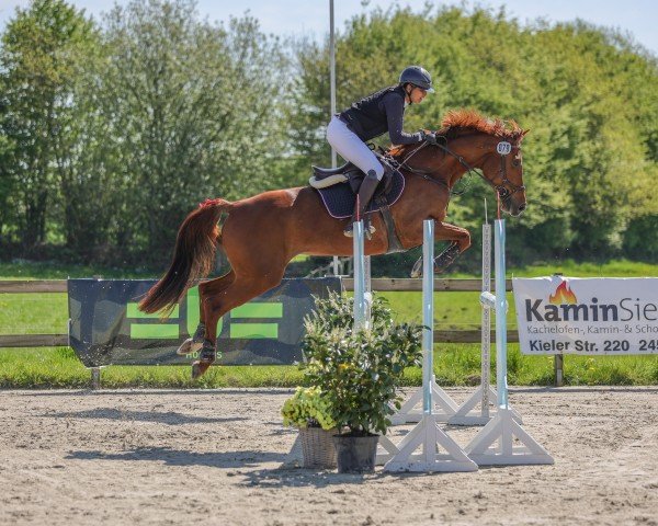 jumper Cadiz Red (Holsteiner, 2016, from Casaltino)