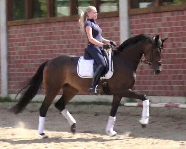 broodmare Rea selini (Oldenburg, 2009, from Sir Donnerhall I)