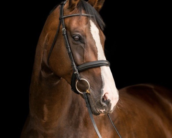 horse Donnamara (German Sport Horse, 2010, from Don Diamond)