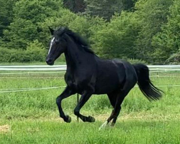 horse Davita 20 (Westphalian, 2015, from Danciano)