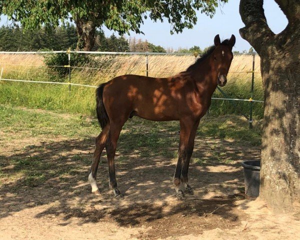 horse Benino (Westphalian, 2022, from Belissimo NRW)