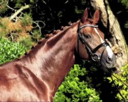 dressage horse Fortissimo D'Rose (Westphalian, 2008, from Florestan I)