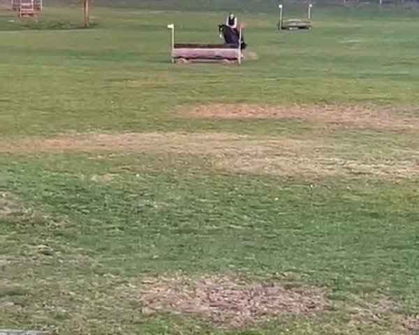 Video of Leroy 203