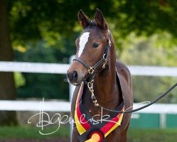 broodmare Rosa Rote Welt (German Riding Pony, 2015, from Proud Rocketti)