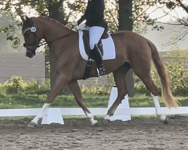 horse Dreamy 27 (Hanoverian, 2020, from Damaschino)