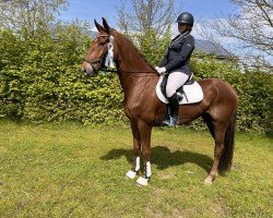 Springpferd Visconti Carino (Hannoveraner, 2019, von Viscerado)