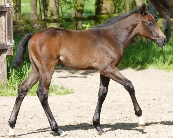 horse Charismatic Lady N (Hanoverian, 2024, from Charthago Blue OLD)