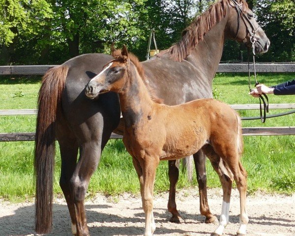 horse Spectacular Chrome N (Hanoverian, 2024, from San To Alati FRH)
