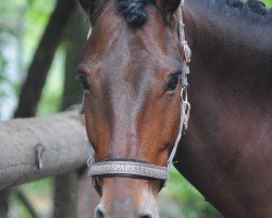 dressage horse Caherlistrane Bay Champ (Connemara Pony, 2016, from Caherlistrane Prince)