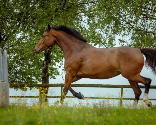 jumper Marakesch (Ukrainisches riding horse, 2019, from Cortes C)