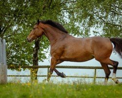 Springpferd Marakesch (Ukrainisches Reitpferd, 2019, von Cortes C)