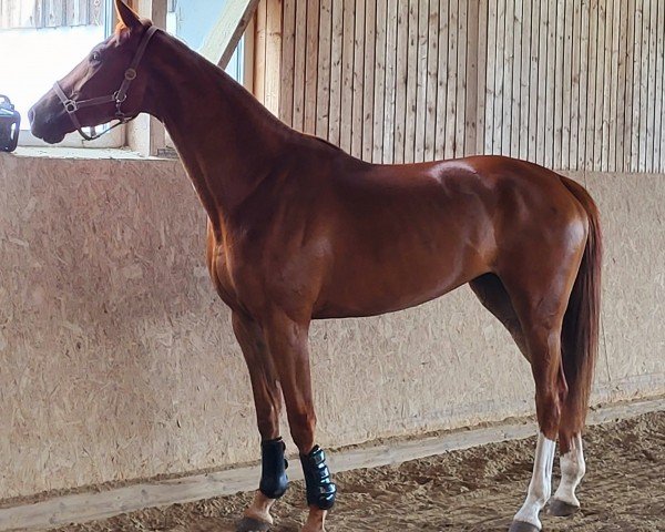 horse Top of Joy (Oldenburg show jumper, 2020, from HICKSTEAD WHITE)