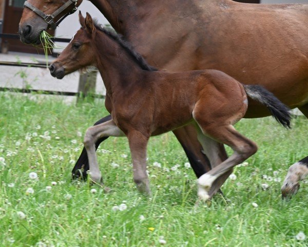 horse Tequila Queen (Oldenburg show jumper, 2024, from Vagabond)